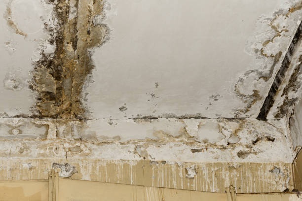 Why You Should Choose Our Mold Remediation Services in York Harbor, ME